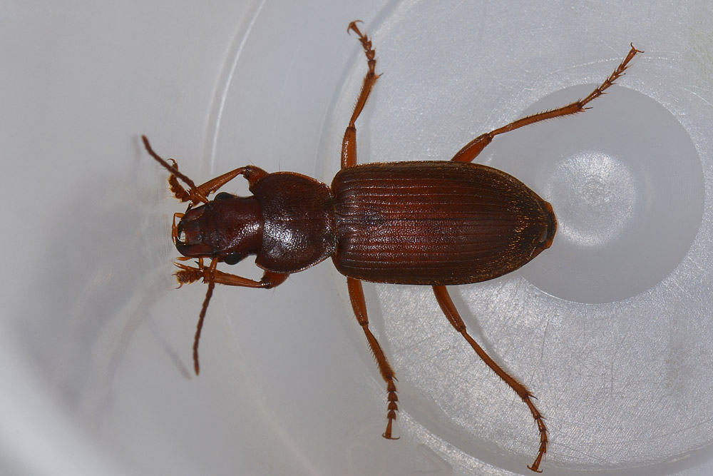 Scybalicus oblongiusculus (Carabidae)